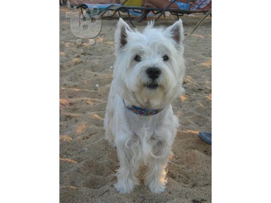WEST HIGHLAND WHITE TERRIER Aσπρος Τεριέ των Δ. Χάιλαντς